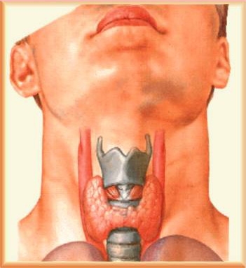 Secretia hormonilor tiroidieni